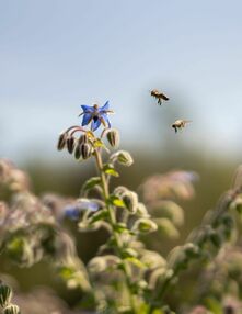 Lifestyle & Naturhotel Bayern: Bilder aus Mellrichstadt